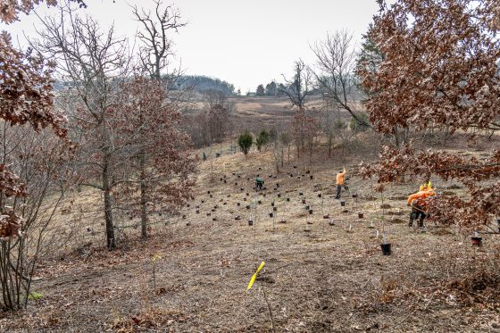 A high-angle view of a large-scale planting project on a hillside. The ground is covered in brown leaves and dotted with dozens of small trees in black pots and white protective tubes. Several workers in bright orange safety shirts are spaced out across the slope, actively digging and planting.