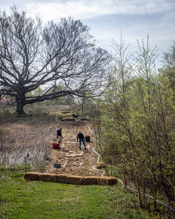 A wide shot of a meadow restoration site. In the center, two people are working on a cleared, narrow path of soil that is lined with hay bales and a white irrigation hose. A massive, ancient deciduous tree with wide-reaching bare branches dominates the left side of the frame.