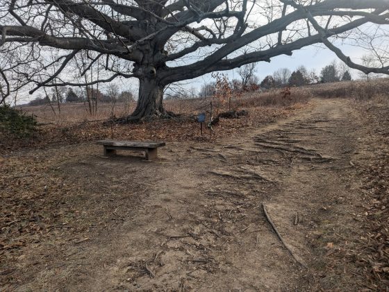 A close-up view of a massive, ancient beech tree with sprawling, heavy limbs and a deeply textured trunk. In the foreground, a simple, weathered wooden bench sits on a dirt path that is heavily crisscrossed by thick, exposed tree roots. The path appears to be "retired" or blocked off by a low rope fence to protect the tree's root system. The surrounding meadow is filled with dormant, brown vegetation under an overcast sky.
