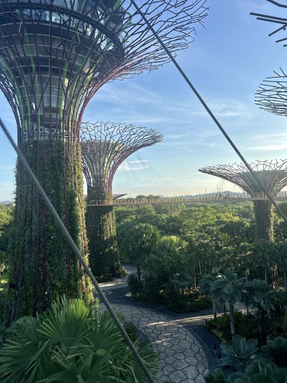 A perspective shot of the Supertree Grove at Gardens by the Bay, showing the massive, vine-covered vertical gardens and the OCBC Skyway—a narrow aerial walkway connecting the structures. The view overlooks a lush canopy of palm trees and patterned stone pathways below, captured under the soft light of a clear sky.