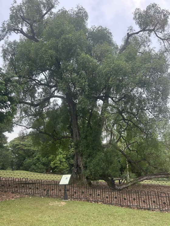 A large, historic Temsusu tree standing prominently behind a low, decorative black metal fence on a grassy lawn in Singapore. The tree has sprawling, thick branches and dense green foliage, with an informational plaque positioned in the foreground.