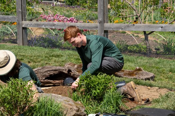 A person working in a garden, kneeling down, planting green foliage. 