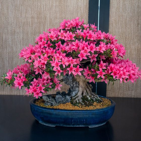 A vibrant azalea bonsai tree in full bloom with bright pink flowers, styled in an informal upright form with an exposed, gnarled root system. The tree is planted in a decorative, bright turquoise octagonal ceramic pot featuring relief carvings, set against a neutral, textured fabric paneled background.