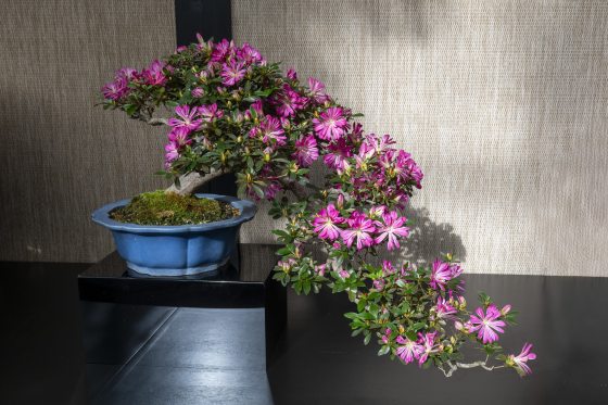 A striking cascade-style azalea bonsai tree with unique, multi-tonal magenta flowers featuring distinct dark stripes on the petals. The trunk curves sharply downward over the edge of a deep blue, scalloped ceramic pot, which sits elevated on a glossy black display block.