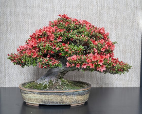 A dense, dome-shaped azalea bonsai tree bursting with a thick canopy of reddish-coral flowers. The tree features a massive, weathered, and highly textured trunk that tapers upward, potted in a shallow, oval, earth-toned ceramic container with a green moss-covered soil surface.