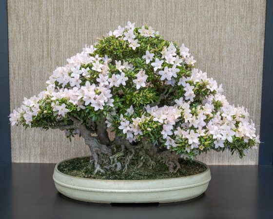 A broad, multi-trunked azalea bonsai tree covered entirely in soft, pale pink and white blossoms. The intricate network of small trunks and exposed roots creates a miniature grove effect, all beautifully balanced within a wide, cream-colored shallow oval ceramic pot.