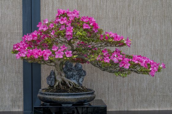 An elegant azalea bonsai tree with bright pink flowers styled in a semi-cascade design, where its right-side branches sweep horizontally outward. The gnarled roots are dramatically grown over and wrapped around a dark, craggy rock before anchoring into a shallow, dark oval pot.