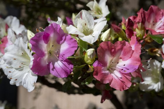A macro, close-up photograph highlighting the delicate petals of azalea blossoms on a bonsai tree. The cluster includes solid white flowers alongside bi-colored blossoms featuring white centers that transition into vibrant pink and deep magenta margins.