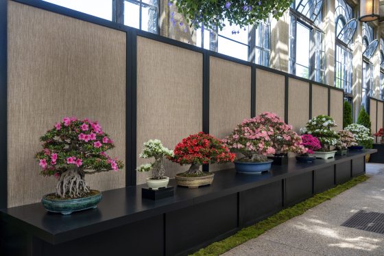 A wide perspective shot of a conservatory exhibition room showing a row of beautifully manicured blooming azalea bonsai trees neatly arranged on a long black table. The background features light brown textured screen panels flanked by black wood columns, with large glass conservatory windows visible above.