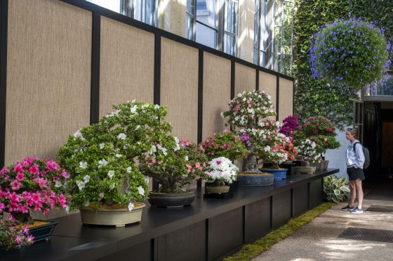 A long black display counter inside a sunlit conservatory featuring a row of various blooming azalea bonsai trees in a mix of pink, white, and purple flowers. A visitor stands at the far end of the display looking at the trees, and a large, spherical purple hanging basket hangs from the ceiling to the right.