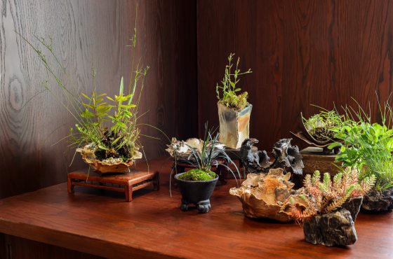 A collection of various small Kusamono potted plants and empty organic ceramic containers arranged beautifully on a rich, dark wood tabletop against a matching wood wall panel. The plants include delicate tall grasses, low mosses, and succulents, each potted in uniquely shaped, earthy ceramic vessels of varying heights and textures.