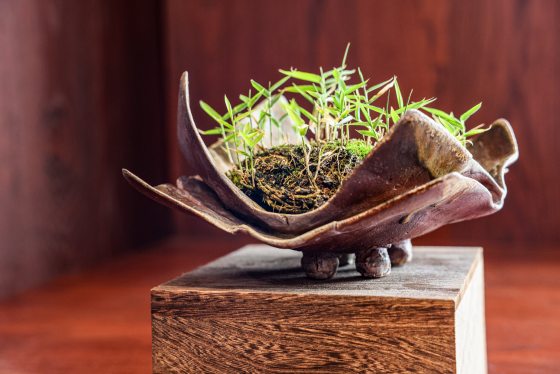 A close-up shot of a small, unique Kusamono pot sitting atop a simple, square block of dark wood. The ceramic pot is shaped like a wide, multi-layered, wavy leaf or open seed pod with a dark, metallic glaze. It is filled with a dense cluster of tiny, bright green sprouting bamboo or grass shoots growing out of a mossy soil base.
