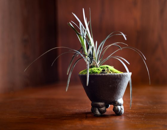 A close-up of a small, minimalist Kusamono pot on a dark wooden surface. The dark, textured ceramic pot has three short, rounded legs and a wide mouth. It is filled with vibrant green moss, out of which grows a single clump of long, slender, arching dark green grass blades that curve gracefully downward against a soft, dark wood background.