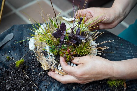 A close-up view focusing on a pair of hands carefully crafting a Kusamono arrangement. The hands are placing delicate green mosses and small groundcover plants with dark purple leaves into a textured, white, shell-like ceramic vessel. The vessel is already partially filled with fine green grasses, tiny white-tipped stems, and soil, all resting on a textured black work surface littered with loose soil.