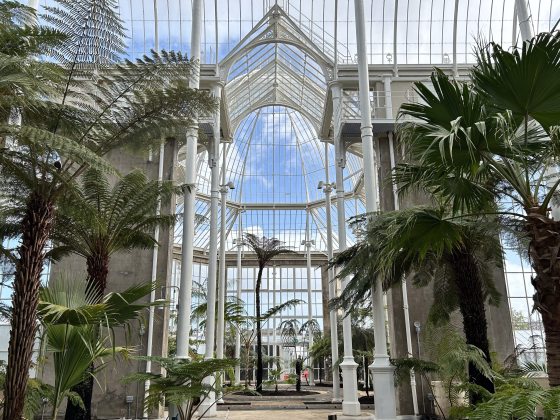 An interior view of a soaring, historic glasshouse conservatory with an intricate white-painted iron framework and arched glass ceilings. Tall fern trees and various palm varieties frame the sides of a stone-paved pathway, under a bright sky visible through the glass panels.
