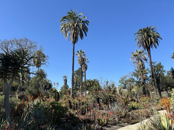A vibrant desert landscape filled with a dense variety of cacti, succulents, and flowering aloe plants under a bright, cloudless blue sky. Several tall palm trees tower over the arid garden, and a sandy walking path cuts through the bottom right corner.