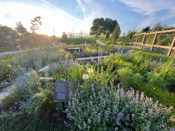 A wide angle view of a garden, featuring tall grasses and lush summer plantings.