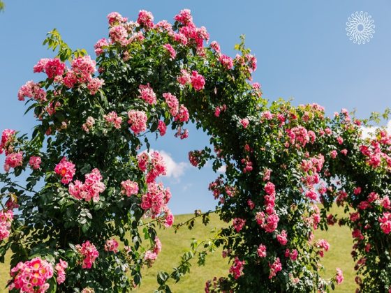 A vibrant garden scene featuring a series of large garden arches completely covered in lush green foliage and dense clusters of bright pink climbing roses with yellow centers. The main archway in the foreground frames a view of a rolling, grassy green hill under a clear, bright blue sky with a few light clouds.