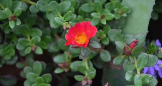 A single, vivid red purslane flower with a yellow center, surrounded by small, rounded green leaves.