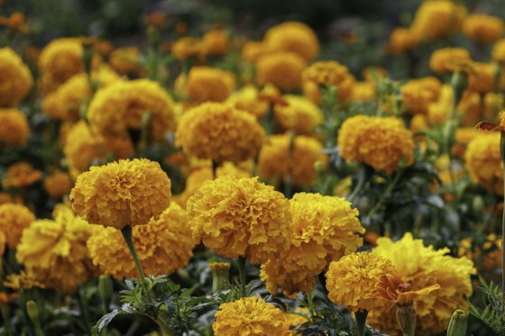 A close-up view of a vibrant patch of bright orange, ruffled marigold flowers blooming in a garden.