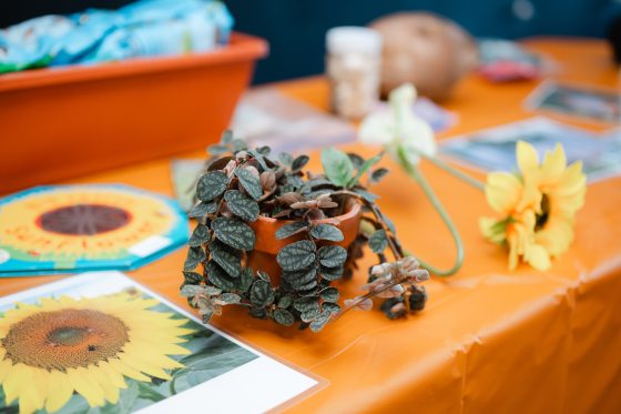 An indoor workshop table covered in an orange cloth, featuring a small potted plant with textured dark green leaves, a decorative artificial sunflower, and informative gardening materials.