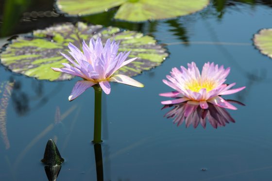 Two pale purple tropical day-flowering waterlilies (Nymphaea 'Pixie Dust') float and bloom in a calm blue pond, accompanied by a closed flower bud and patterned lily pads