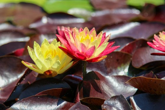 Two hardy waterlily blossoms (Nymphaea 'Ring of Fire') rest among dark maroon lily pads, with one flower showing striking dual-colored petals of yellow transitioning into deep red-pink.