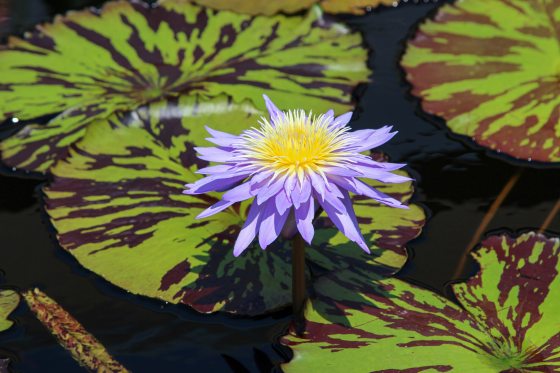 A vibrant purple and yellow tropical day-flowering waterlily (Nymphaea) blooms centrally on a slender stem, surrounded by dark water and mottled green-and-purple lily pads.
