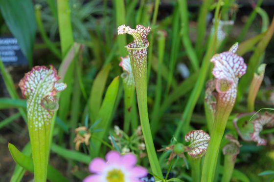 A close-up view of several green and white trumpet-shaped pitcher plants (Sarracenia leucophylla), showing their distinct white-and-red laced hoods amid blurred green foliage and a small pink flower in the foreground.