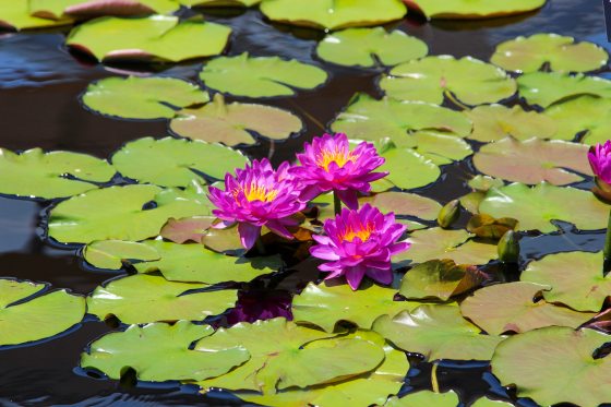 A cluster of bright magenta hybrid waterlily flowers (Nymphaea 'Siam Orchid') with yellow centers bloom among numerous round green lily pads in a dark pond.