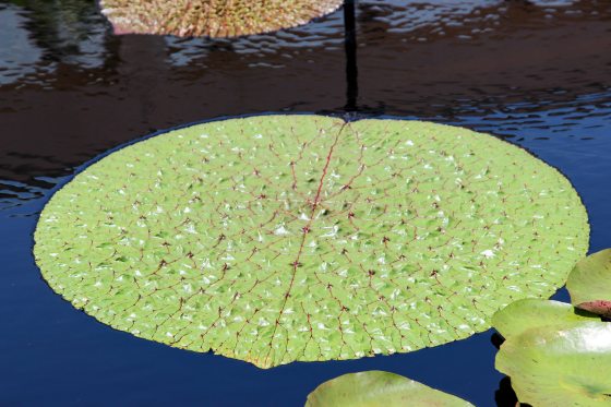 A round, green prickly waterlily leaf (Euryale ferox) floats on dark water, featuring prominent veining and tiny sharp spines covering its entire upper surface.