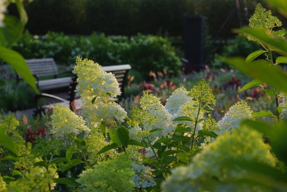 A soft-focus view of large, cream-white panicle hydrangea blooms framing a garden path with a wooden bench in the background.