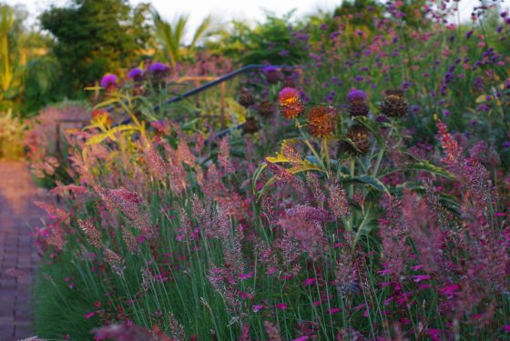 A close-up of feathery, pink-tinted ruby grass plumes swaying in a sunlit garden bed alongside purple wildflowers and architectural thistle plants.