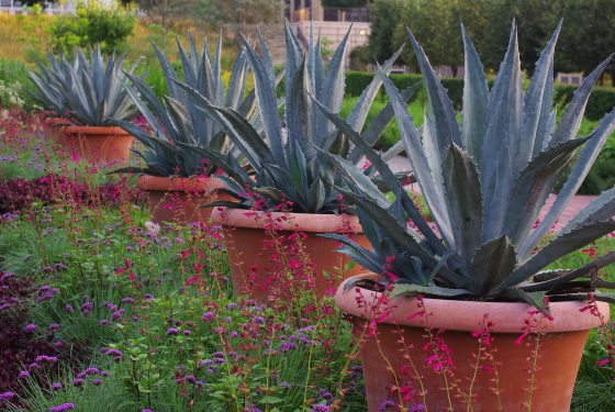 A row of large terracotta planters holding striking blue-green century plants, lined up along a path bordered by low purple and pink blooms.