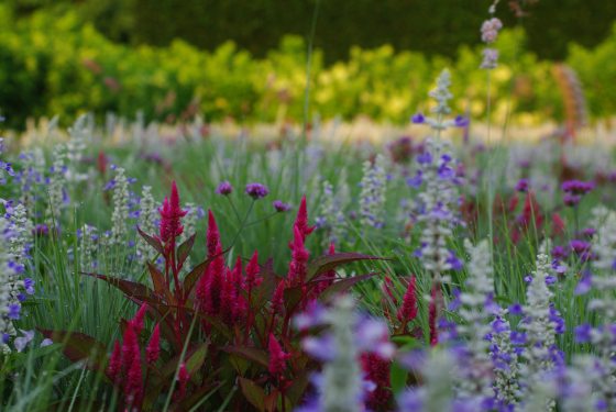A vibrant display of neon pink celosia plumes rising amidst a dense, colorful meadow of purple and white flowers and green grass.