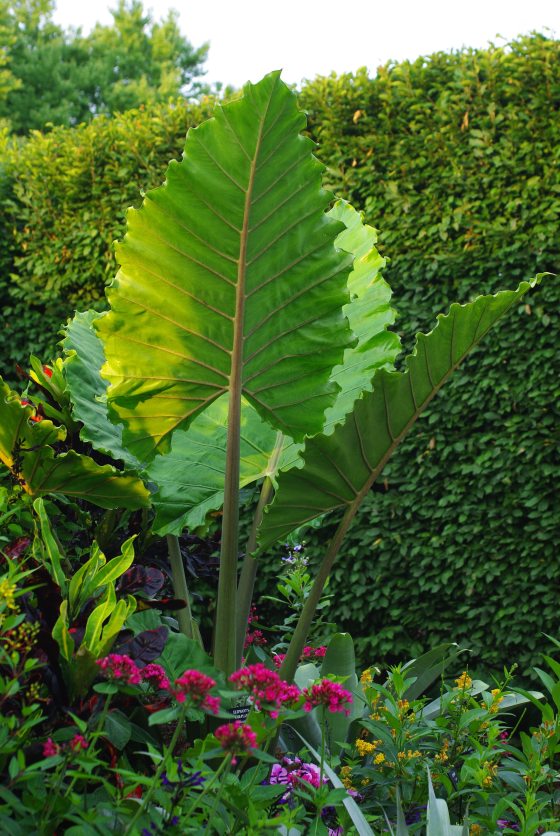 A massive, deeply veined green elephant's-ear leaf rising tall against a neatly trimmed European Hornbeam hedge.