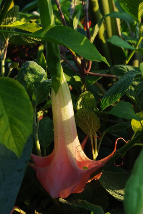 A large, bell-shaped apricot-pink angel's-trumpet blossom hanging downward, softly illuminated by sunlight filtering through green foliage.