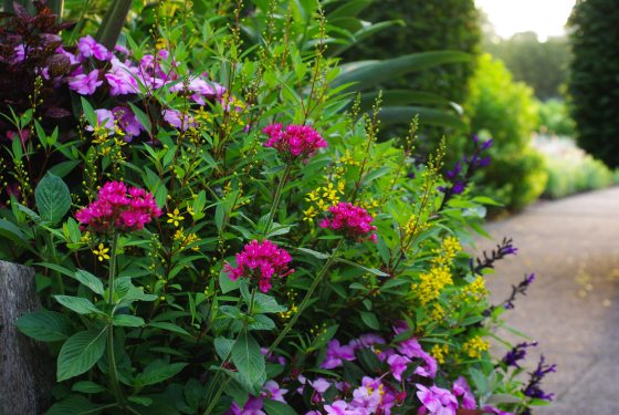 A dense cluster of bright magenta star-shaped flowers surrounded by green leaves and accented by smaller yellow and purple blooms.