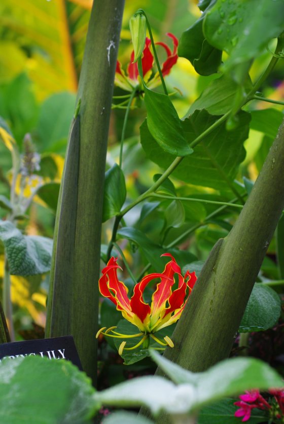 A striking climbing-lily flower with brilliant red and yellow recurved petals, nestled between thick green stems and leaves.