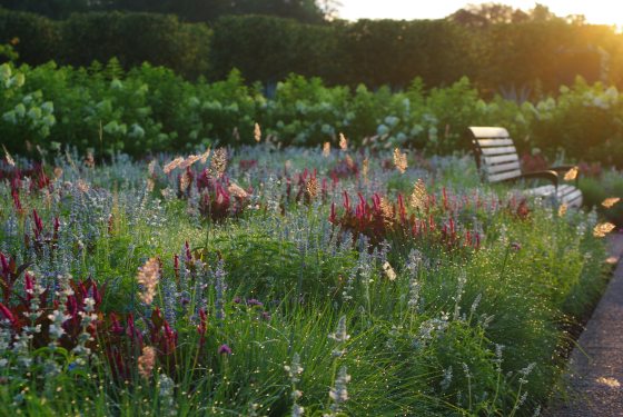 A wide-angle view of a garden corridor during golden hour, featuring a wooden bench amidst dewy green grass, wildflowers, and a dense, dark hedge in the background.