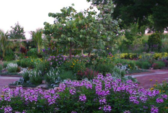 A small sea-grape tree with rounded, leathery leaves standing in the mid-ground of a vibrant garden bed filled with purple and yellow flowers.