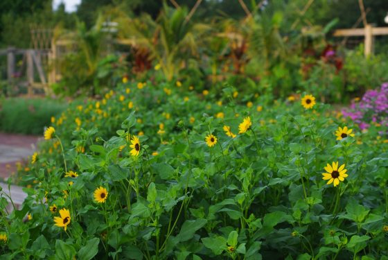 A cluster of bright yellow sunflowers with dark brown centers blooming amidst lush green foliage and stems.