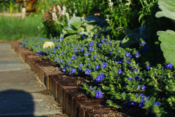 A low-growing ground cover of small, vibrant blue flowers and green foliage lining a raised brick pathway.