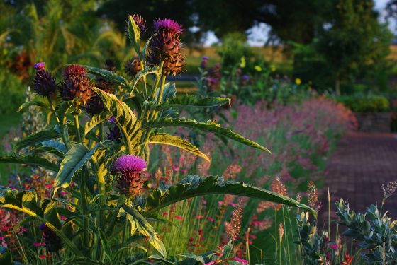A tall cardoon plant featuring prominent, serrated green leaves and vivid purple, thistle-like flower heads backlit by warm sunlight.