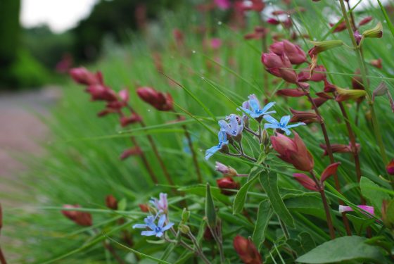A close-up of delicate pale-blue flowers blooming alongside reddish-pink unopened buds and tall green grass blades.