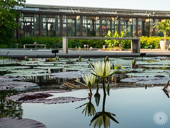 Longwood Garden’s Waterlily Court featuring water lilies floating on a pond in the foreground, with a Conservatory structure in the background. The Conservatory is surrounded by lush greenery and clear skies above.