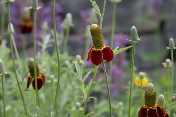 Several Mexican hat flowers with distinctive tall, green, cone-shaped centers and drooping red-and-yellow petals, growing among slender green stems and blurred purple flowers.