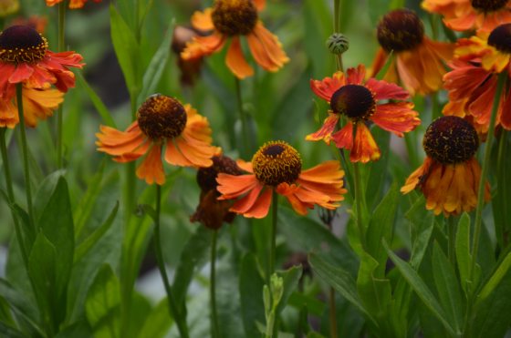 Several bright orange and red sneezeweed flowers with dark brown, spherical centers on long green stems amidst green foliage.