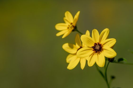 Three yellow daisy-like flowers with dark reddish-brown centers against a soft, out-of-focus green background.