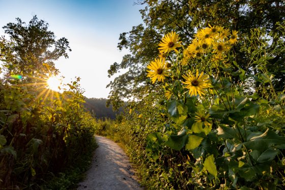 A dirt pathway winding through tall green plants and large-leafed cup plant flowers, with the bright sun flaring through the trees in the upper left.